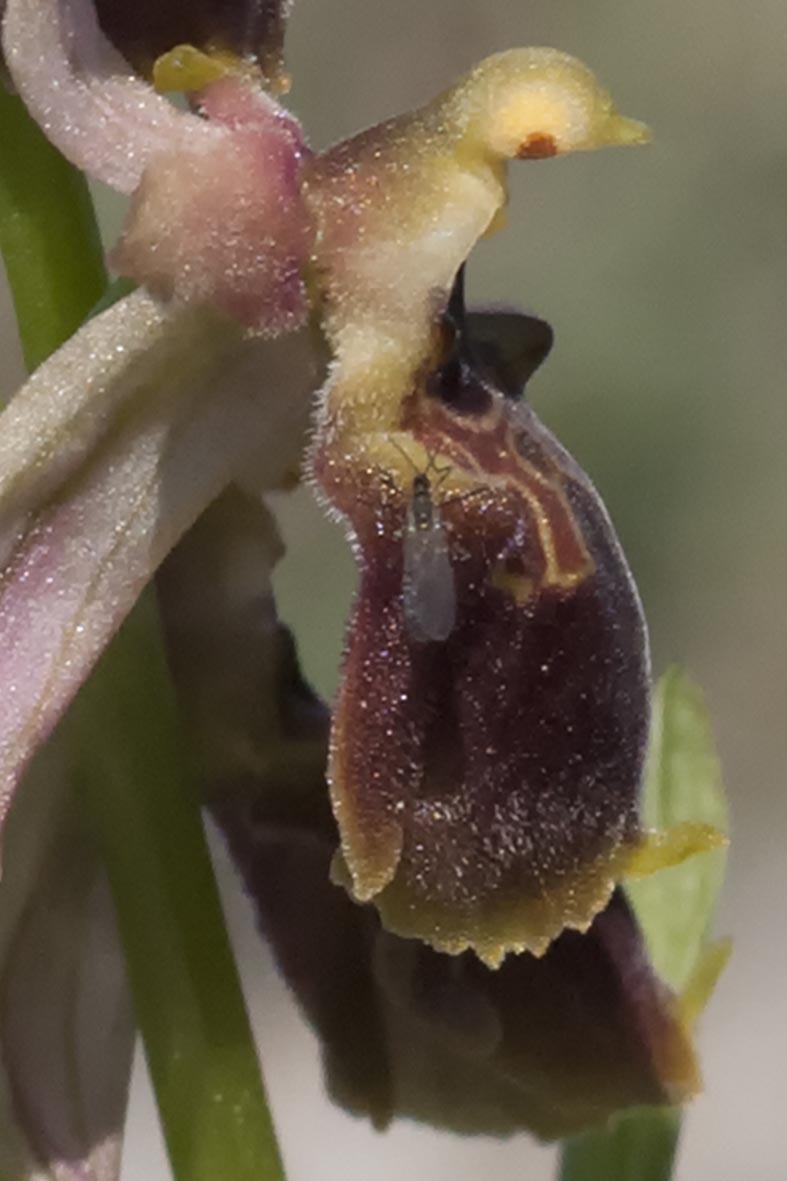 Ophrys  da classificare