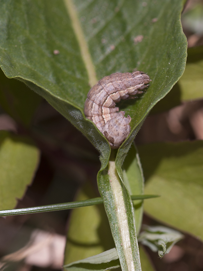 Bruco da identificare - Cfr. Xestia (Xestia)  xanthographa