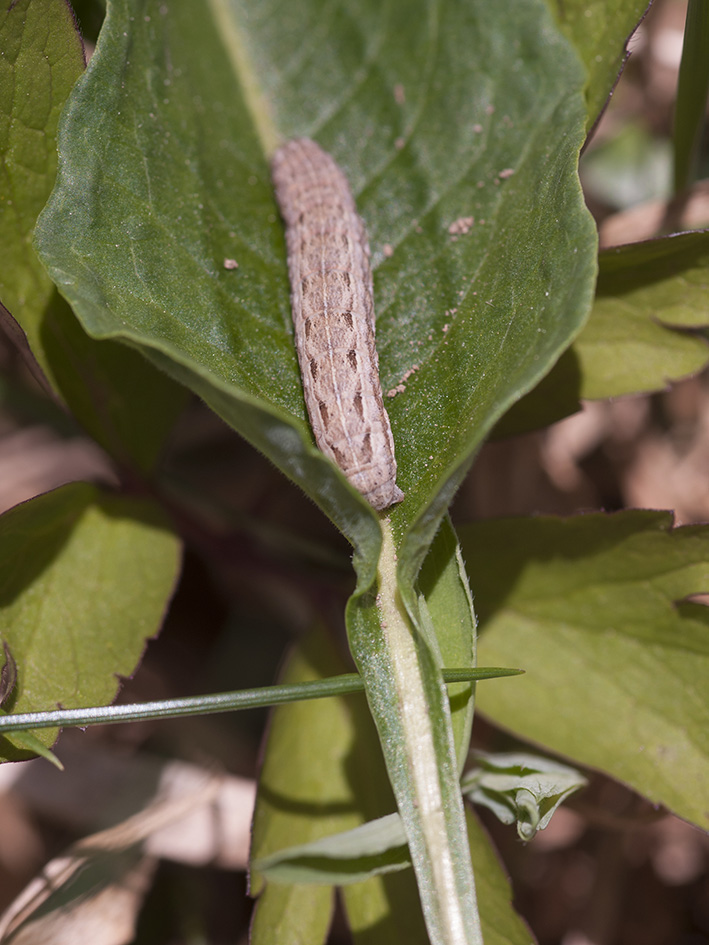 Bruco da identificare - Cfr. Xestia (Xestia)  xanthographa