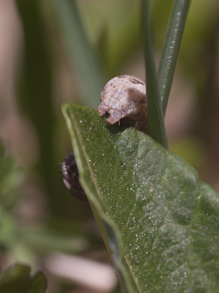 Bruco da identificare - Cfr. Xestia (Xestia)  xanthographa