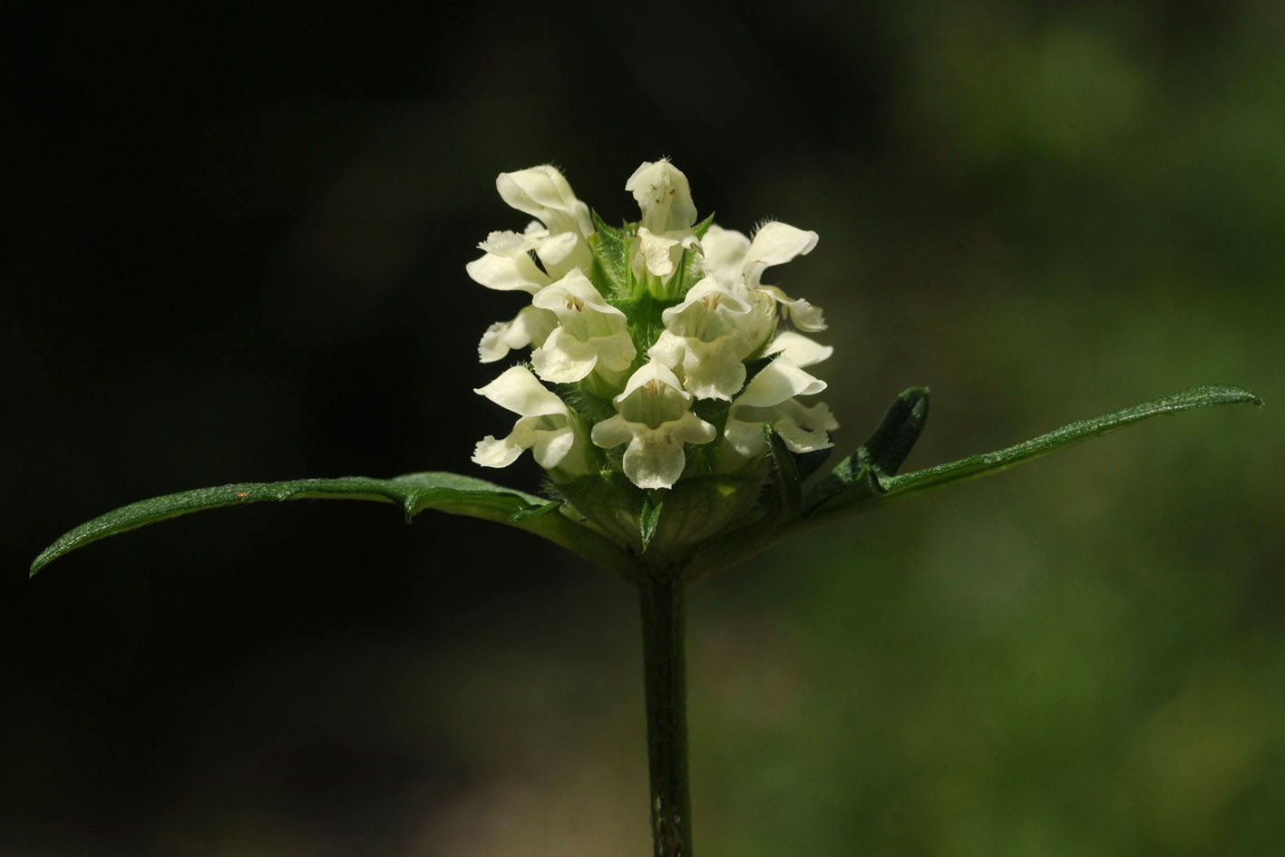 Prunella laciniata