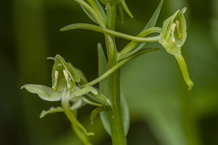 Platanthera chlorantha