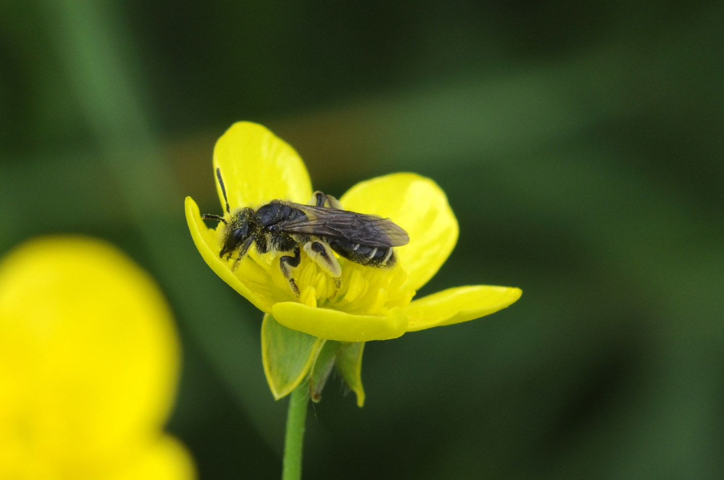 Andrena sp., Apidae Andreninae