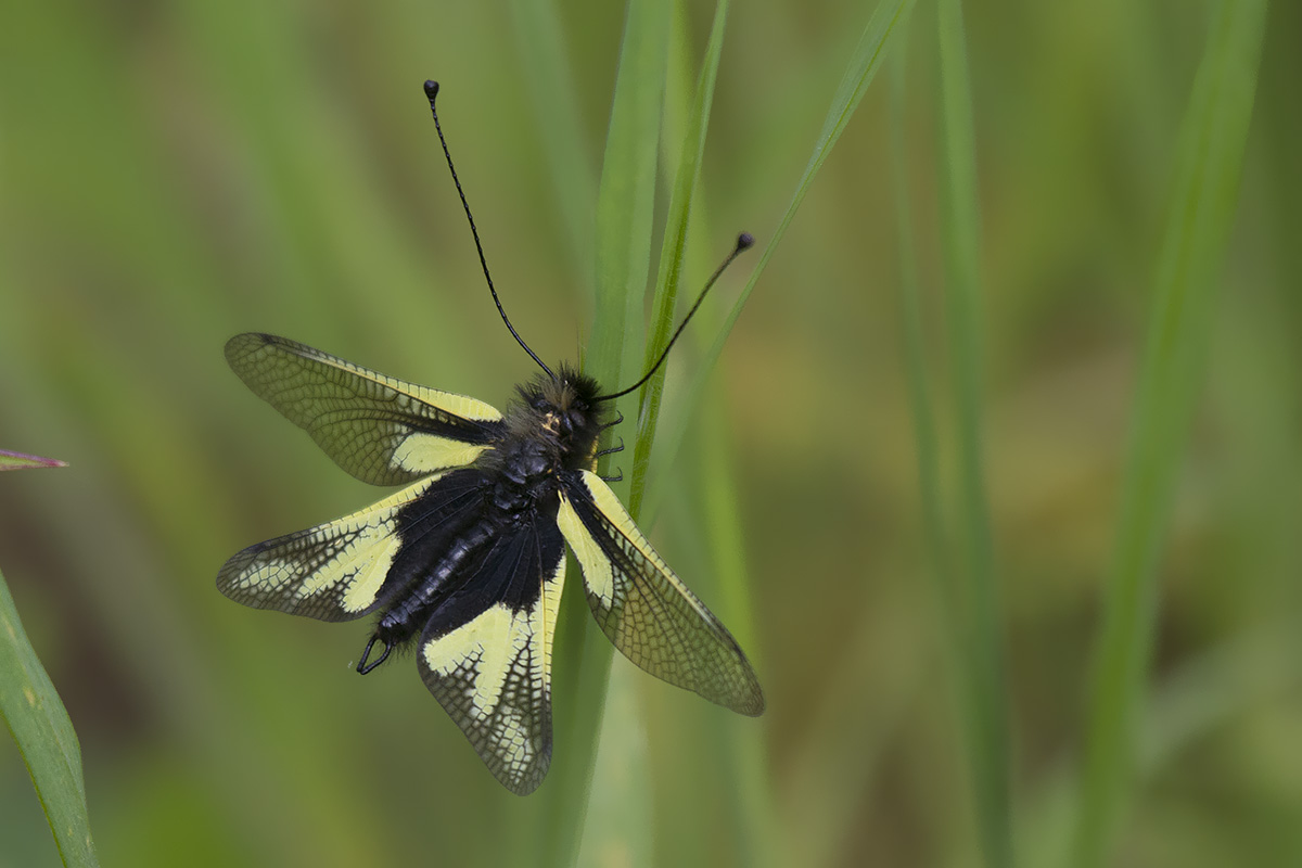 Libelloides coccajus? - Si