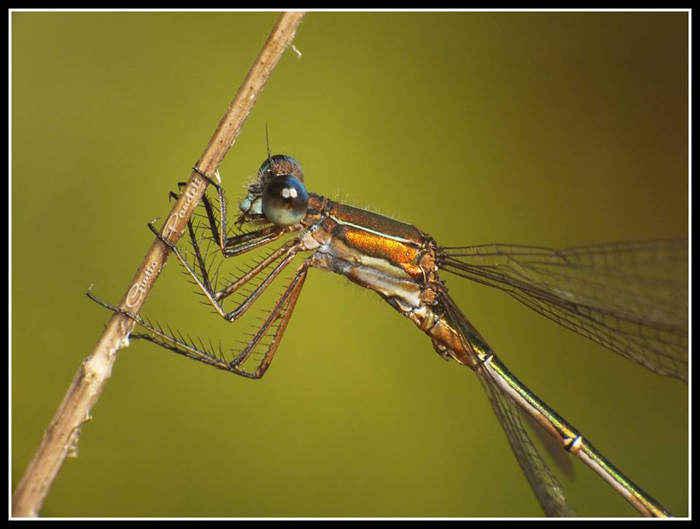 Lestes virens