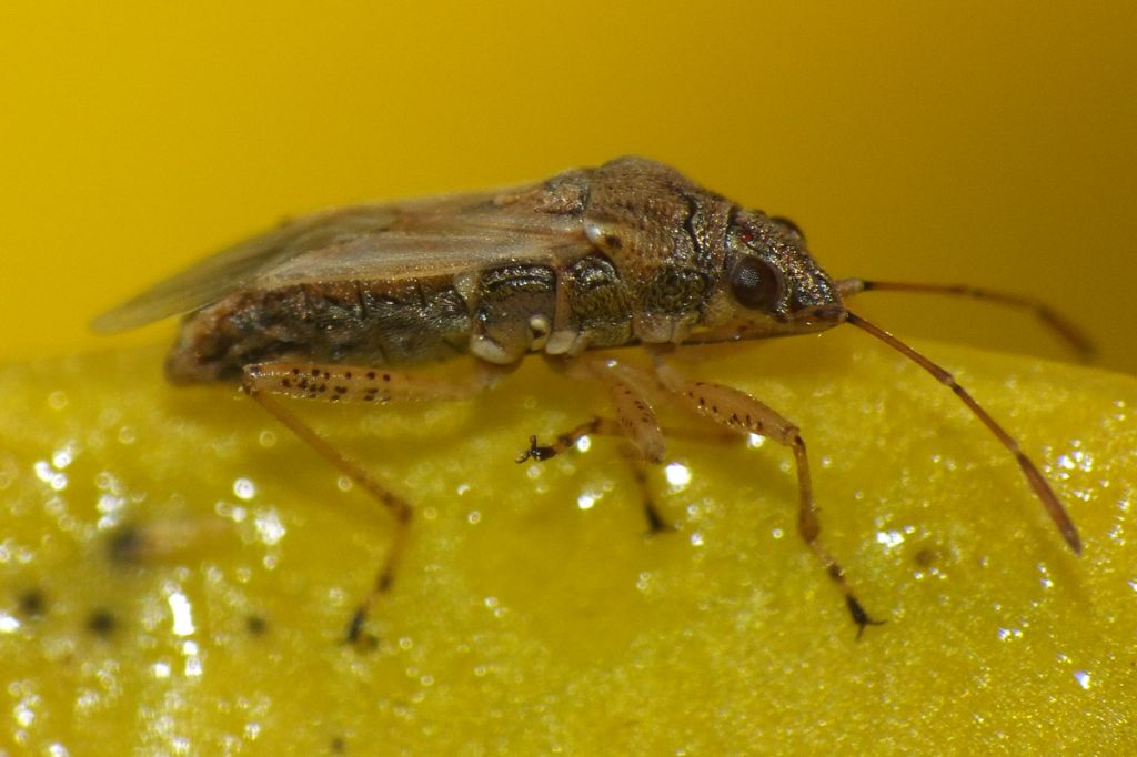 Lygaeidae: Nysius graminicola