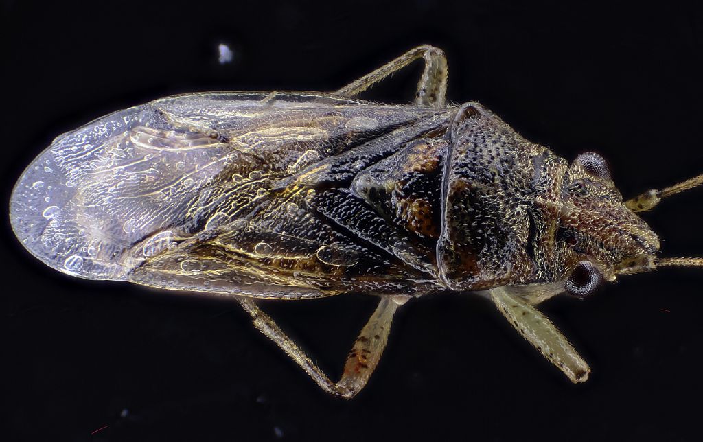 Lygaeidae: Nysius graminicola