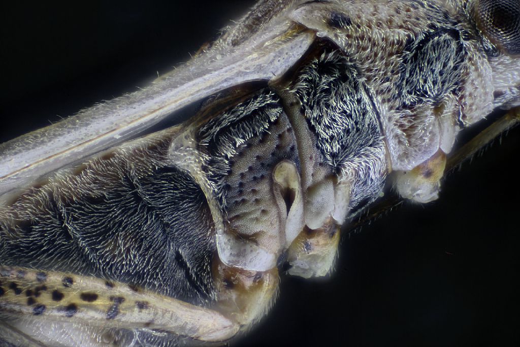 Lygaeidae: Nysius graminicola