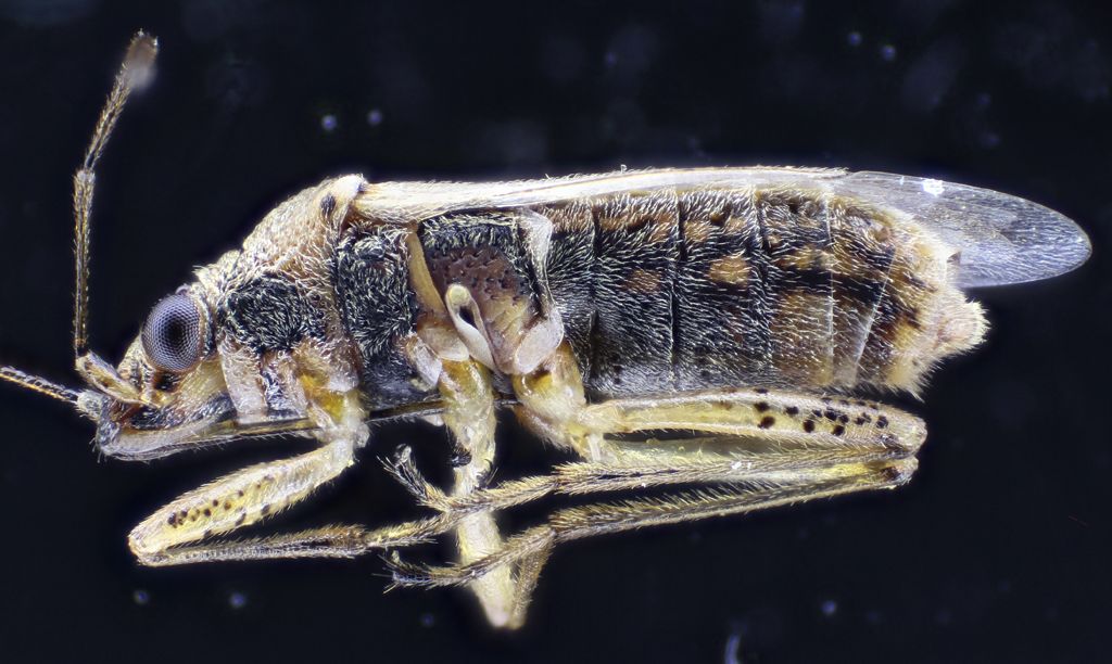 Lygaeidae: Nysius graminicola