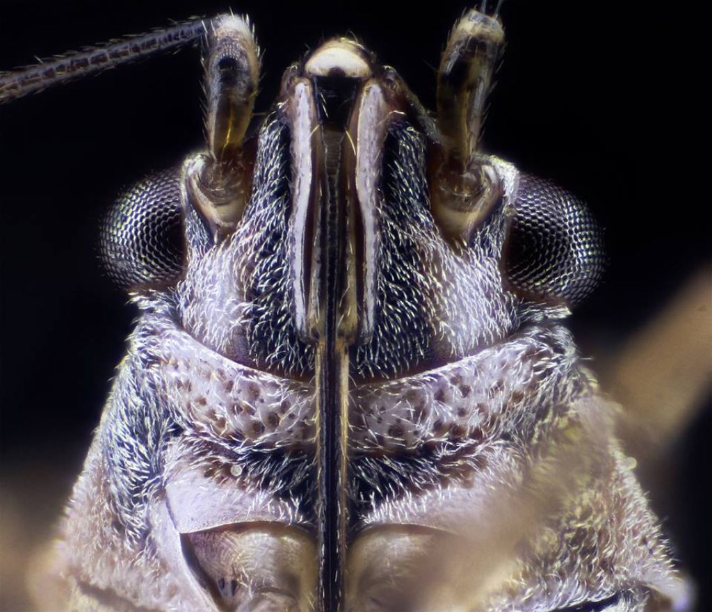 Lygaeidae: Nysius graminicola