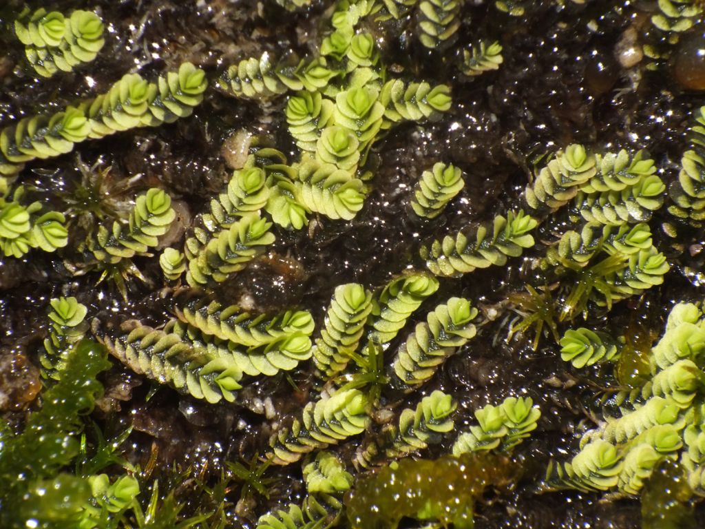 Southbya tophacea