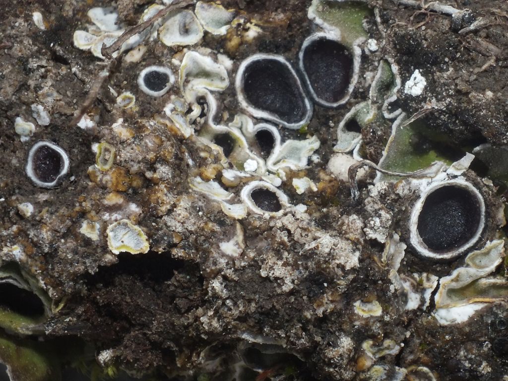 Solorina bispora