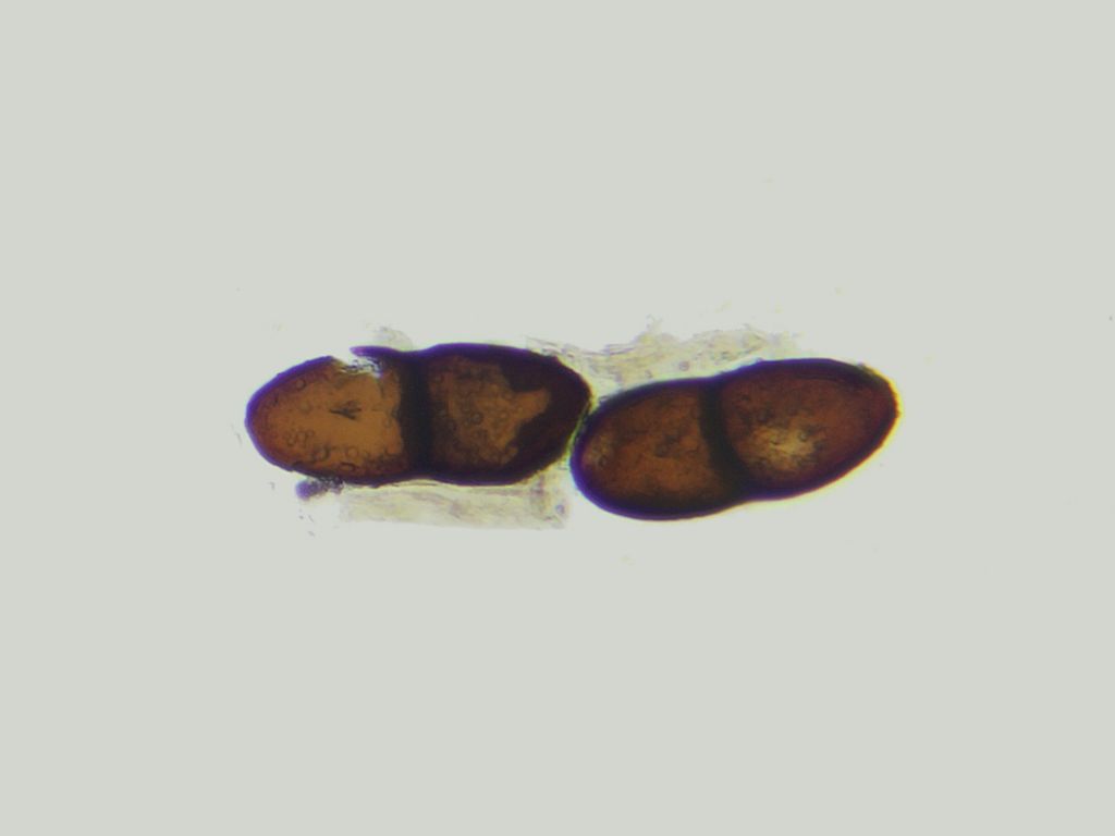 Solorina bispora