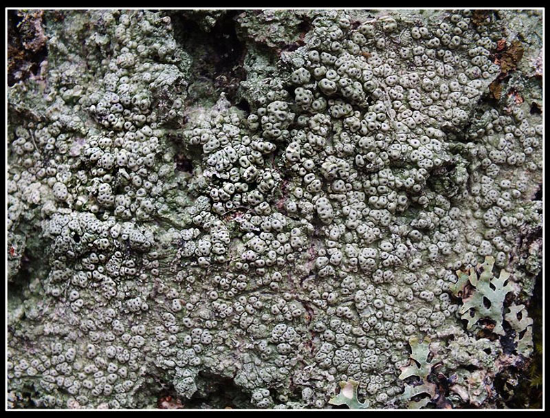 Pertusaria sp.