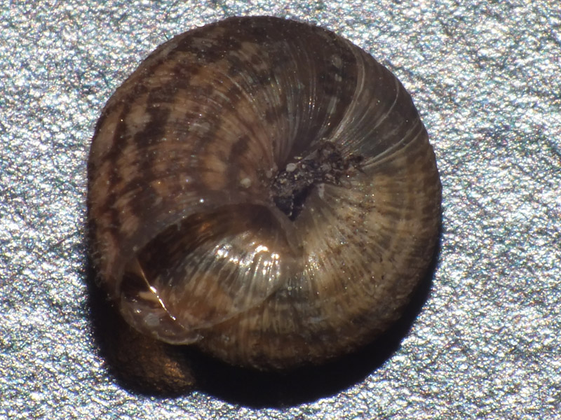 Chiocciola da identificare