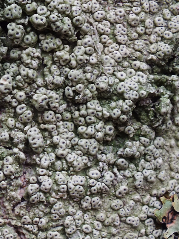 Pertusaria sp.