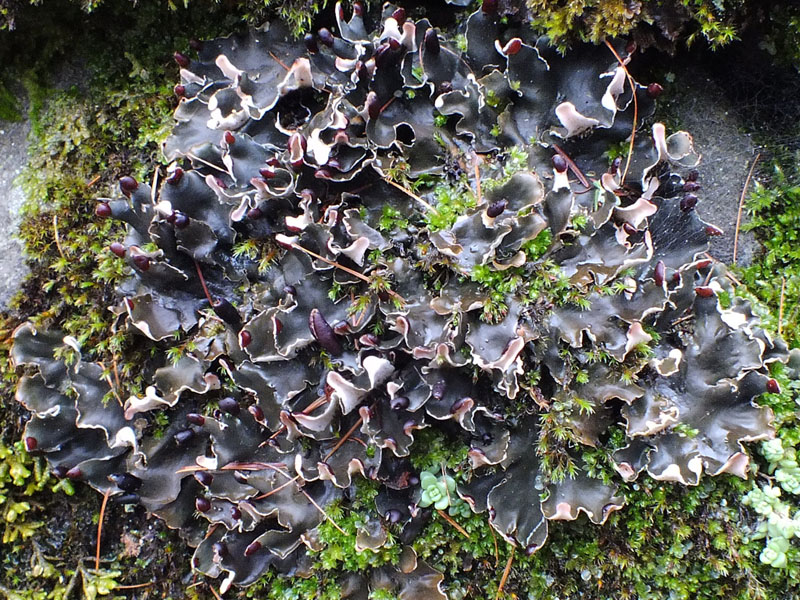 Peltigera polydactyla s.l.