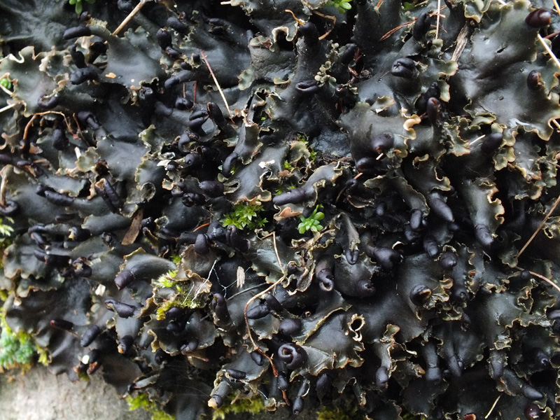 Peltigera polydactyla s.l.