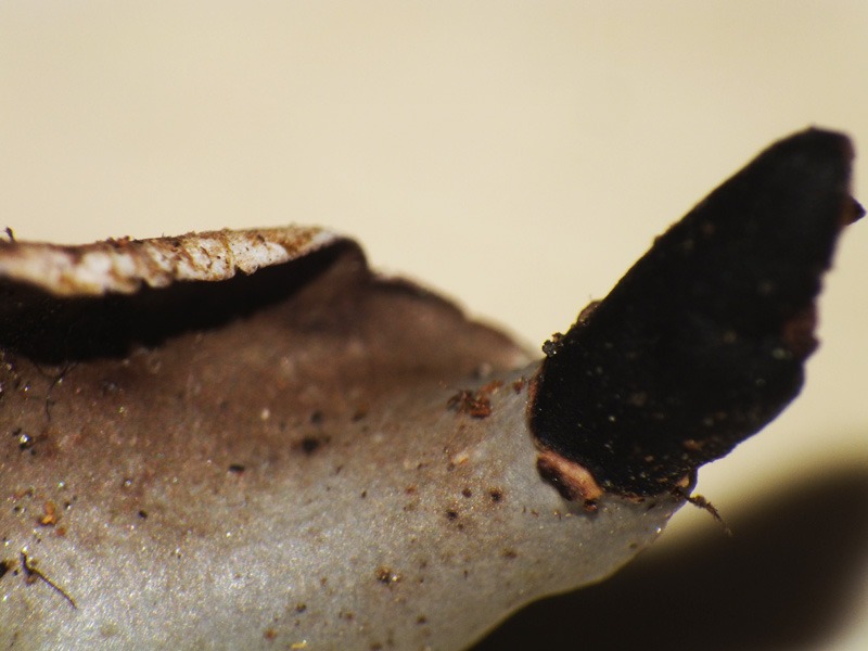 Peltigera polydactyla s.l.