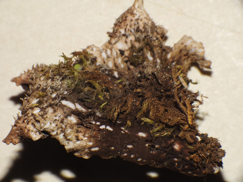 Peltigera polydactyla s.l.