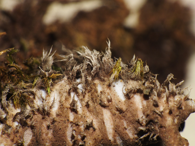 Peltigera polydactyla s.l.