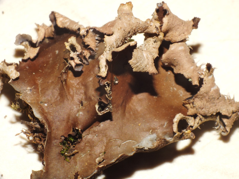 Peltigera polydactyla s.l.