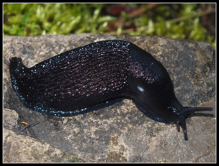 Limax sp. dall''appennino pistoiese Cutigliano: (1700m)