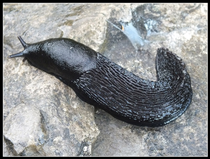 Limax sp. dall''appennino pistoiese Cutigliano: (1700m)