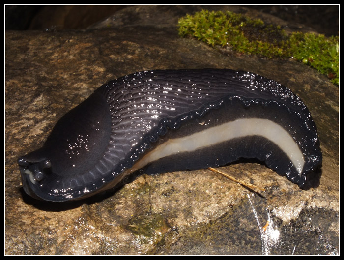 Limax sp. dall''appennino pistoiese Cutigliano: (1700m)