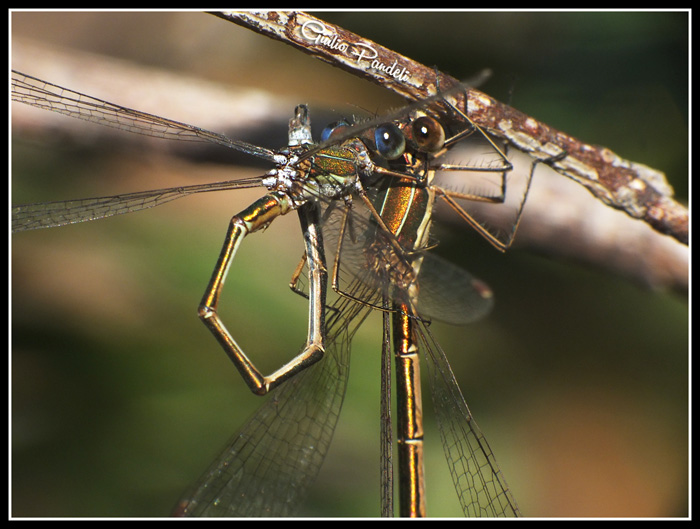 Lestes virens