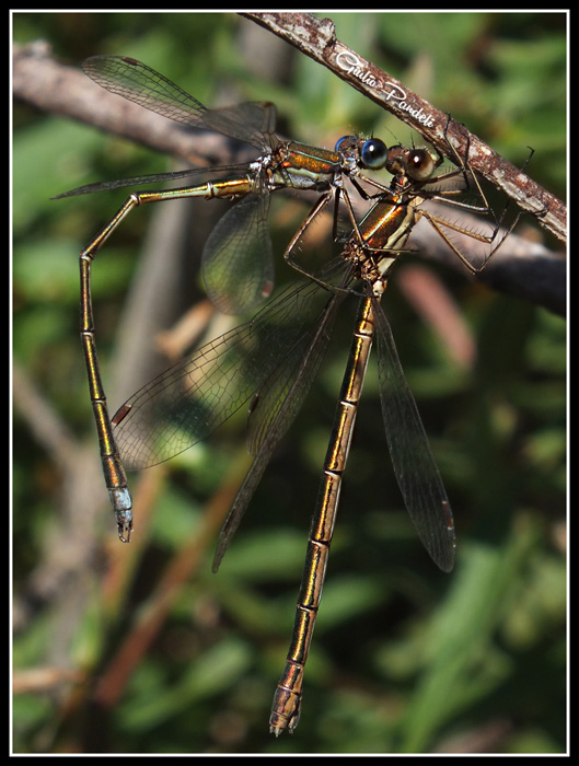 Lestes virens