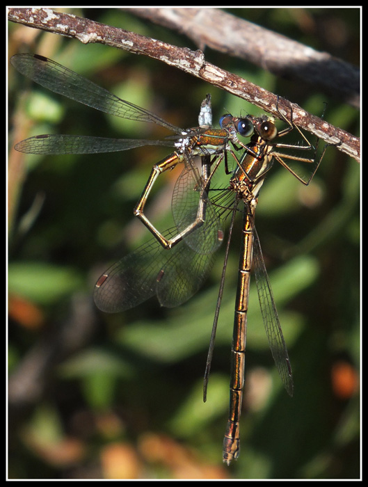 Lestes virens