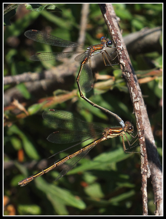 Lestes virens