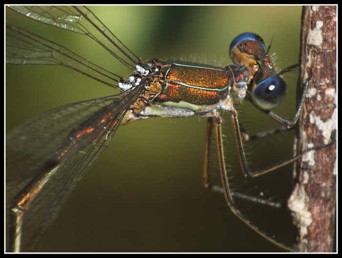 Lestes virens