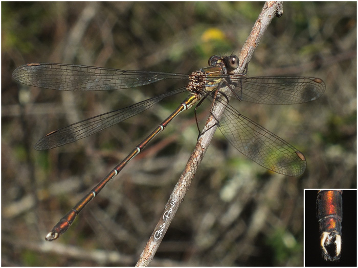 Chalcolestes viridis