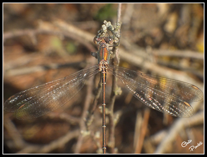 Chalcolestes viridis