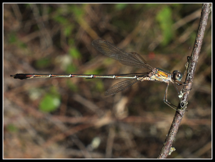 Chalcolestes viridis