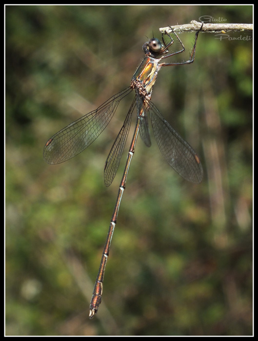 Chalcolestes viridis