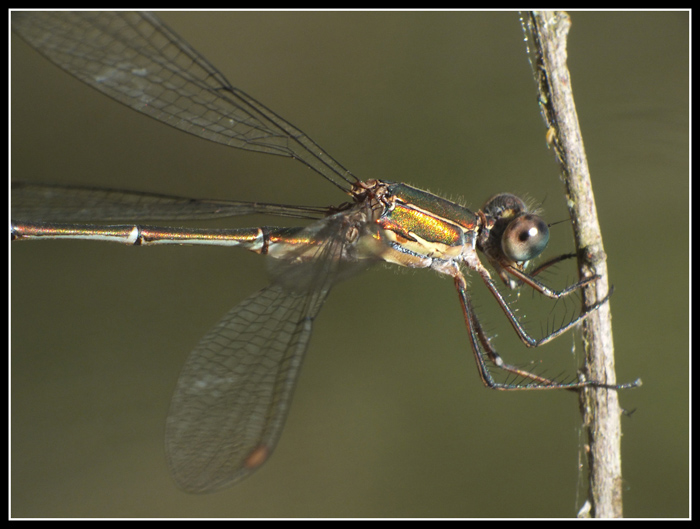 Chalcolestes viridis