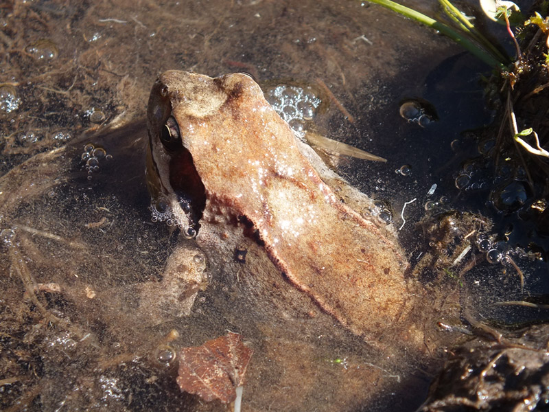 Identificazione rane - Rana temporaria