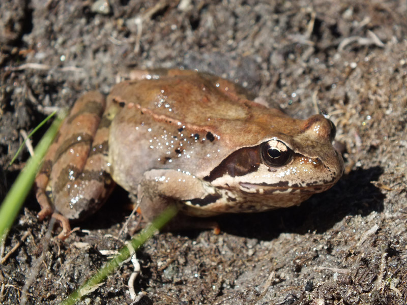 Identificazione rane - Rana temporaria