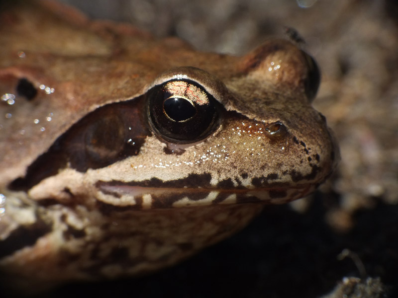 Identificazione rane - Rana temporaria