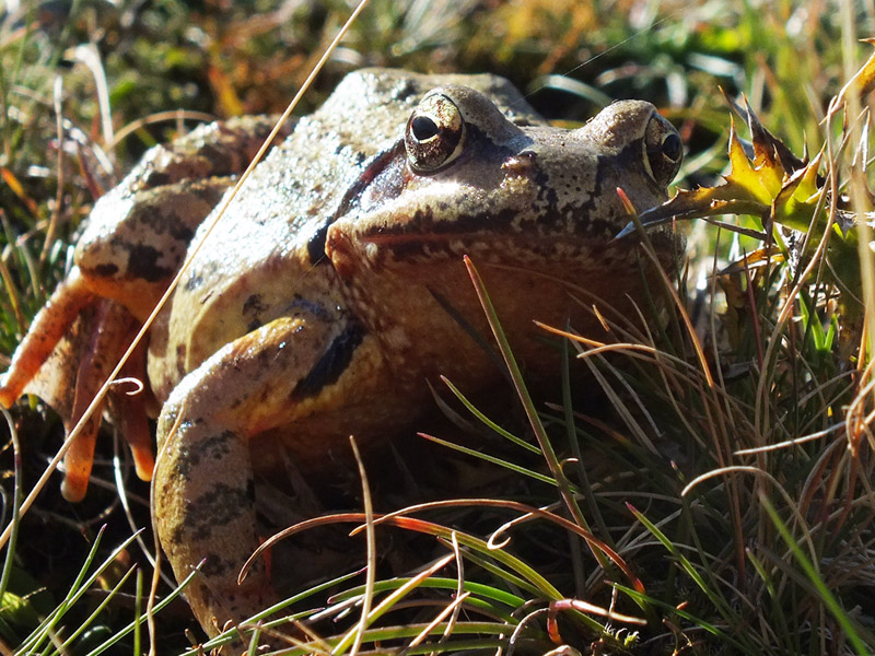 Identificazione rane - Rana temporaria