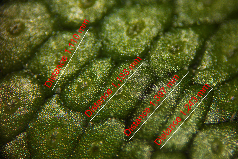 Conocephalum conicum/salebrosum