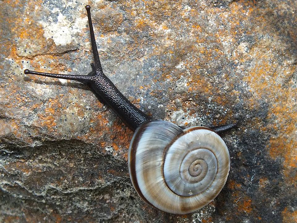 Chilostoma cingulatum apuanum?