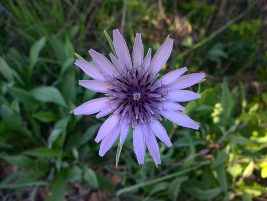 Tragopogon porrifolius