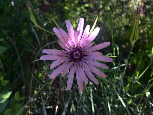 Tragopogon porrifolius