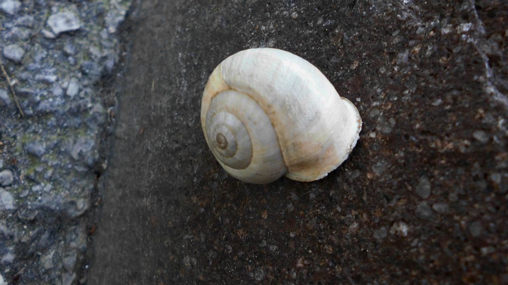 Eobania vermiculata da Padova