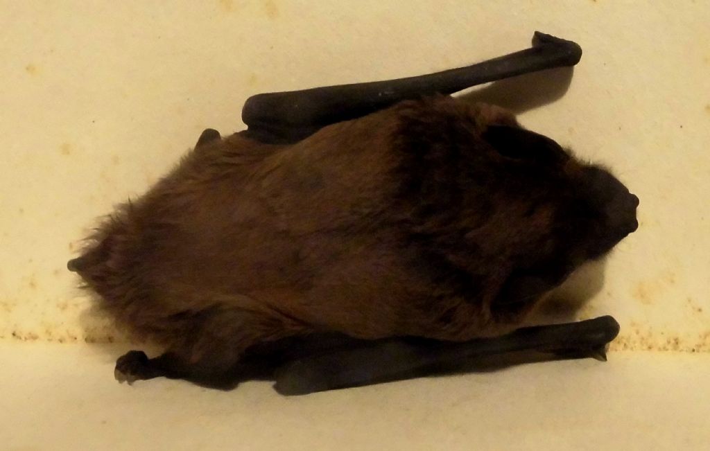 pipistrello da id