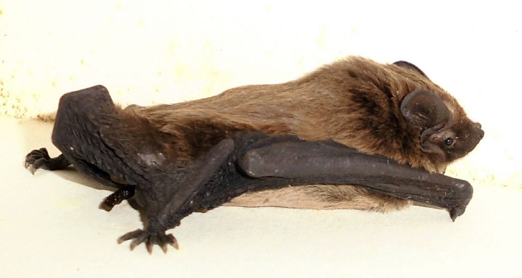 pipistrello da id